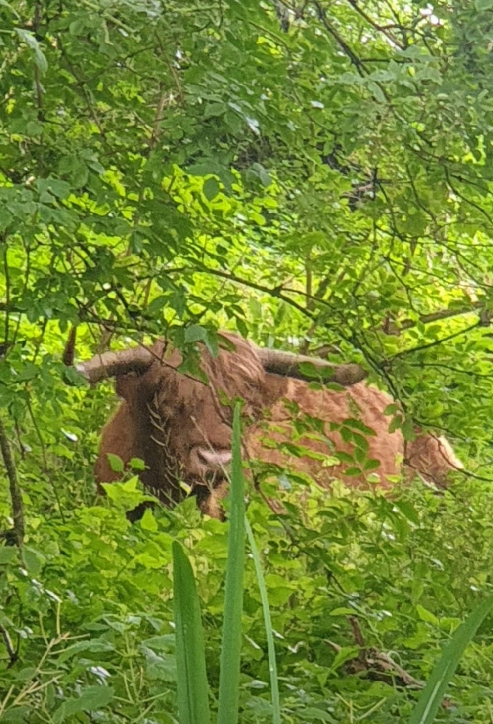 Schotse hooglander