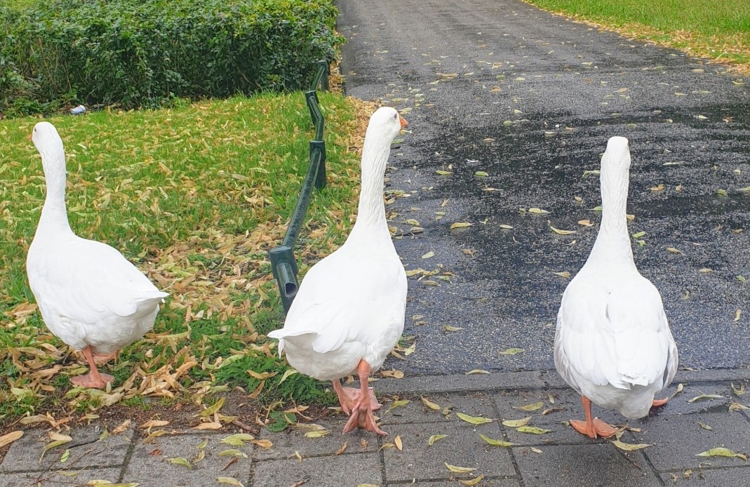 Ganzen op wandeling